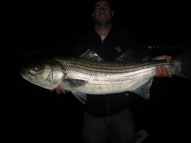 fat 41 inch striper